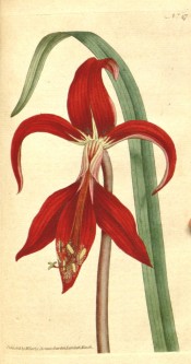Shown is a bright red flower, the lower segments joined to form a tube at their base.  Curtis's Botanical Magazine t.47, 1787.