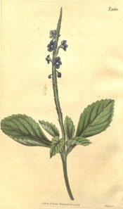 The image shows ovate, toothed leaves and a spike of small deep blue flowers.  Curtis's botanical Magazine t.1860, 1816.