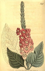 Shown are ovate, toothed leaves and upright raceme of pink flowers with yellow centre.  Curtis's Botanical Magazine t.976, 1806.