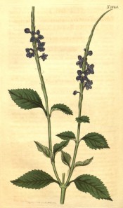 Figured are ovate, toothed leaves and spike of blue flowers with white centres.  Curtis' Botanical Magazine t.1848, 1816.