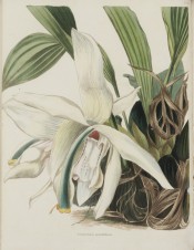 Shown is a lance-shaped, plicate leaf and ivory white flowers with a few purple marks. Loddiges Botanical Cabinet no.1414, 1828.