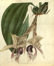 Figured are pseudobulbs, large leaf and pendant yellow and purple, spotted flowers. Curtis's Botanical Magazine t.2949, 1829.