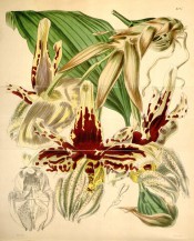 Figured are pseudobulbs, large leaf and pendant yellow and red-streaked flowers.  Curtis's Botanical Magazine t.4197, 1845.
