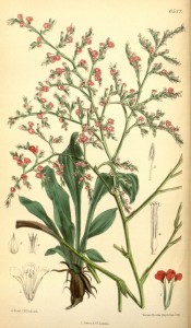 Figured are tufted, oblong leaves and dense sprays of small red flowers.  Curtis's Botanical Magazine t.6537, 1881.