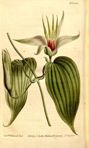 Illustrated are the heart-shaped leaves and bell-shaped, greenish pink flowers.  Curtis's Botanical Magazine t.1500, 1812.