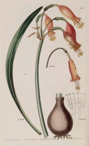 Shown are bulb and leaf and umbel of vase-shaped deep pink flowers.  Botanical Register f.68, 1839.