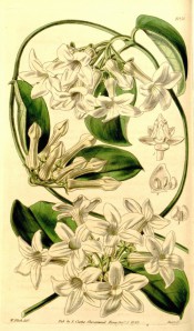 Figured is a climber with glossy, oval leaves and cymes of waxy white starry flowers.  Curtis's Botanical Magazine t.4058, 1843.