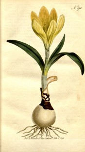Figured are bulb, leaves, and yellow, crocus-like flower.  Curtis's Botanical Magazine t.290, 1795.