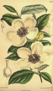 Figured are toothed, ovate leaves and creamy-white, cup-shaped flowers.  Curtis's Botanical Magazine t.8145, 1907.