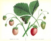 2 strawberries are figured, 1 with a pinkish fruit the other red-fruited. Album de Pomologie, vol. 3, p.20, 1850.