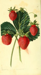 Figured is a strawberry with 3-lobed, toothed leaves and conical red fruits. Pomological Magazine t.47, 1828.