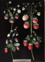 4 strawberries are figured, all with ripe, red fruit and unripe, white or green fruit. Pomona Britannica pl.2, 1812.