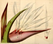 The image is a close up of a white Bird of Paradise flower with red spathes.  Curtis's Botanical Magazine t.4168, 1845.