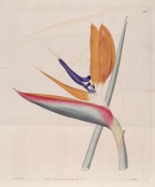 The image depicts the orange and purple Bird of Paradise flower and leafless foot stalk.  Botanical Register f.516, 1821.