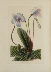 Figured are strap-shaped leaves and cymes of violet-tinged, trumpet-shaped flowers.  Loddiges Botanical Cabinet no.1305, 1828.