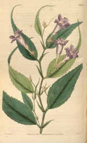 Figured are lance-shaped, toothed leaves, and tubular blue flowers.  Curtis's Botanical Magazine t.3404, 1835.