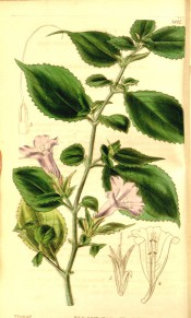 Figured are crenate, ovate leaves, and scattered heads of large blue-purple flowers.  Curtis's Botanical Magazine t.3881, 1841.