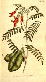 Illustrated are pinnate leaves, bright red pea flowers and large bladder-like legumes.  Curtis's Botanical Magazine t.181, 1792.