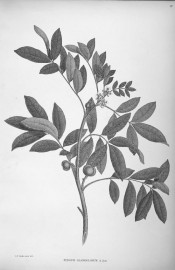Shown is a shoot with pinnate leaves, axillary flowers and round fruit.  Illustrations of Captain Cooks Voyage pl.37, 1900.