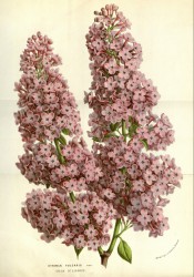 Figured are dense, conical panicles of small, single star-shaped rosy-pink flowers.  Flore des Serres f.1481-1482, 1859.