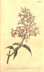 Figured are leaves and a loose, conical panicle of small, single rosy-pink flowers.  Curtis's Botanical Magazine t.486, 1800.