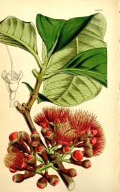 Figured are elliptic leaves and clumps of bright red, brush-like flowers.  Curtis's Botanical Magazine t.4408, 1848.