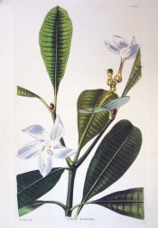 The figure shows glossy, oblong leaves and star-like white flowers.  Loddiges' Botanical Cabinet  no.1516, 1829.