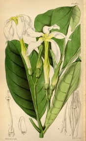 The figure shows glossy, oblong leaves and long-tubed white flowers.  Curtis's Botanical Magazine  t.4484, 1849.