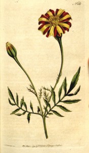 Figured are feathery leaves and red and yellow striped marigold flowers.  Curtis's Botanical Magazine BM t.150, 1791.
