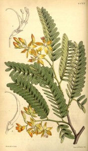 Figured are the feathery, pinnate foliage and  pale yellow flowers, veined with red.  Curtis's Botanical Magazine t.4563, 1851.