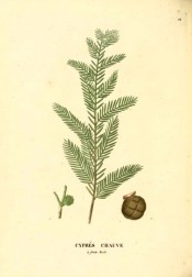 Illustrated are leaves and cones.  Saint-Hilaire Arb. pl.24, 1824.