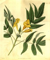 Figured are pinnate leaves and upright panicle of yellow trumpet-shaped flowers.  Curtis' Botanical Magazine t.3191, 1832.