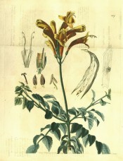 Shown are the toothed, slender leaflets and raceme of tubular, orange and scarlet flowers.  Botanical Register f.1117, 1828.