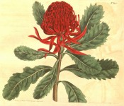 Shown are obovate, toothed leaves and globular flower head of many bright red flowers.  Curtis's Botanical Magazine t.346, 1796.