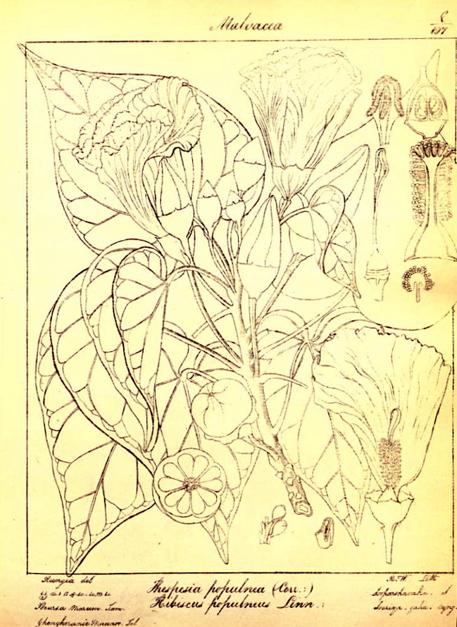 Hortus Camdenensis | Thespesia populnea (L.) Correa
