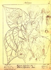 The figure is a line drawing of leaves, flowers, flower parts and fruits.  Wight vol.1 pl.8, 1840.