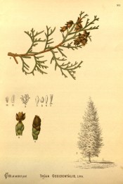 Figured are leaves, cones and seeds + drawing of mature tree.  Medicinal Plants  vol.2, pl.165, 1892.