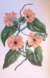 Figured are heart-shaped leaves and black-eyed orange flowers.  Paxton's Magazine of Botany p.269, 1839.