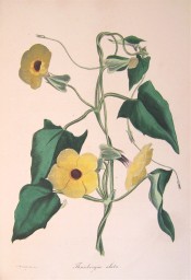 Illustrated are the heart-shaped leaves and black-eyed yellow flowers.  Paxton's Magazine of Botany p.2, 1835.