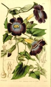 Twining climber with heart-shaped leaves and blue-violet flowers with yellow eyes.  Curtis's Botanical Magazine t.4119, 1844.
