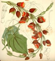 Climber with heart-shaped leaves and bright red tubular flowers.  Curtis's Botanical Magazine t.5124, 1859.