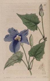 Figured are somewhat lobed, lance-shaped leaves and blue flowers.  Botanical Register f.495, 1820.