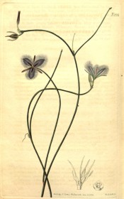 Figured are wiry stems and blue-purple fringed flowers.  Curtis's Botanical Magazine t.2351, 1822.