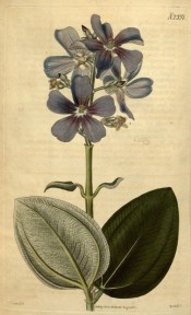 Illustrated are the broadly ovate leaves and purplish-violet flowers.  Curtis's Botanical Magazine t.2337, 1822.