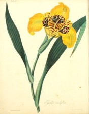 Shown are lance-shaped leaves and yellow iris-like flower with red markings.  Roscoe pl.41, 1831.