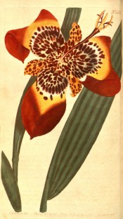 Shown are lance-shaped leaves and red and yellow iris-like flower with red markings.  Curtis's botanical Magazine t.532, 1801.