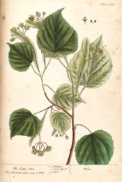 Illustrated are the ovate leaves and pendant cymes of  small yellow flowers.  Blackwell pl.469, 1739.
