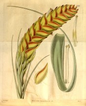 Figured is a flowering spike with dense red and yellow bracts and a long pointed leaf. Curtis's Botanical Magazine t.3275, 1833.