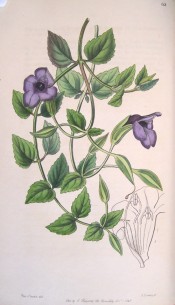 Figured are lance-shaped, toothed leaves and deep purple-blue flowers.  Botanical Register  f.62, 1846.