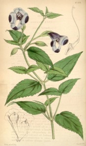 Figured are lance-shaped, toothed leaves and pale blue flowers with a purple blotch.  Curtis's Botanical Magazine t.4249, 1846.